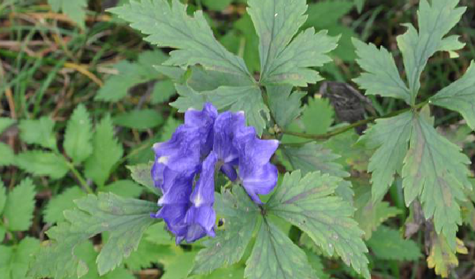  p> b>粗茎乌头 /b>(学名: b> i>aconitum crassicaule /i> /b>),为 a