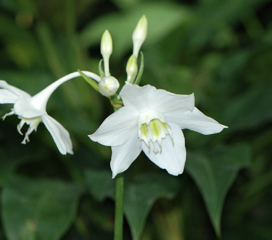  p>南美水仙(学名: i>eucharis /i>  i>× /i>  i>grandiflora /i>