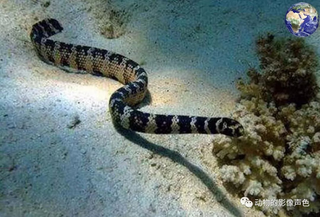 海洋里的眼镜蛇 虽然剧毒但也是保护动物 百科ta说