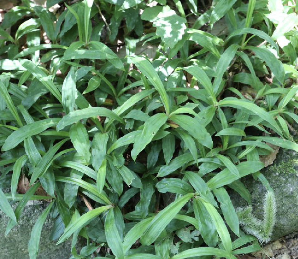  p>宽叶薹草(学名: i>carex siderosticta /i> hance)是莎草科薹草属