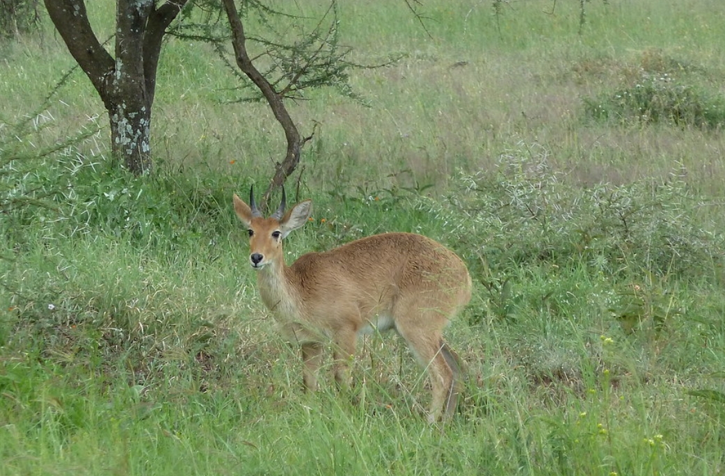 common reedbuck