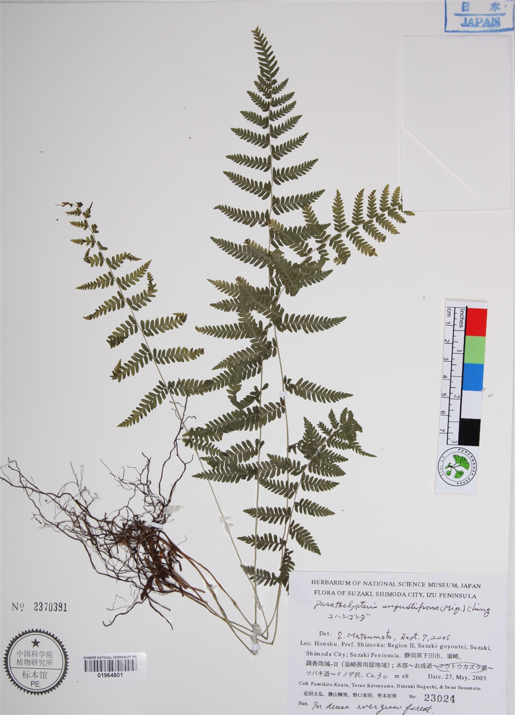  p>狭叶金星蕨(学名: i>parathelypteris angustifrons /i> (miq.