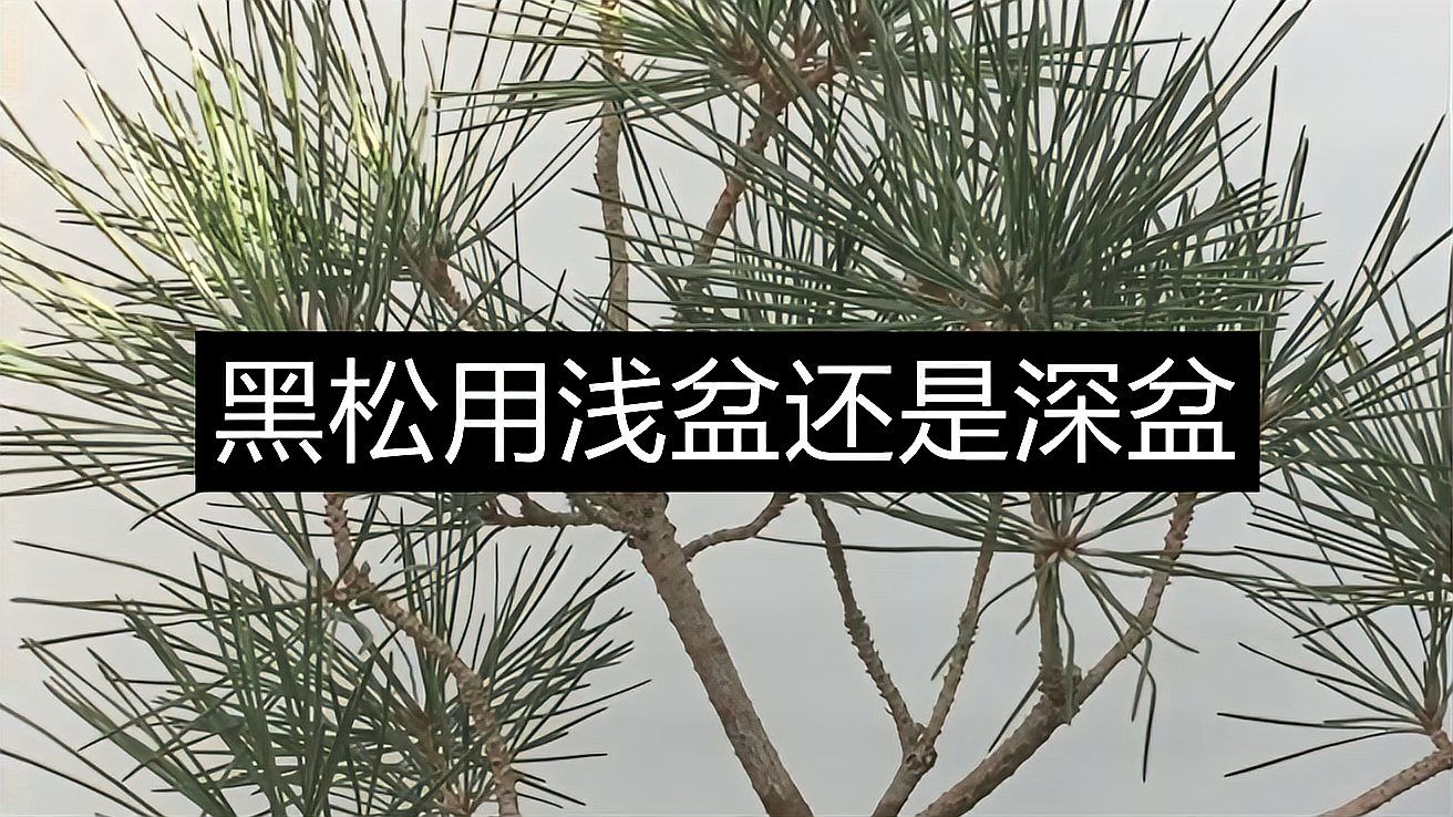 黑松（松科松属植物）_百度百科