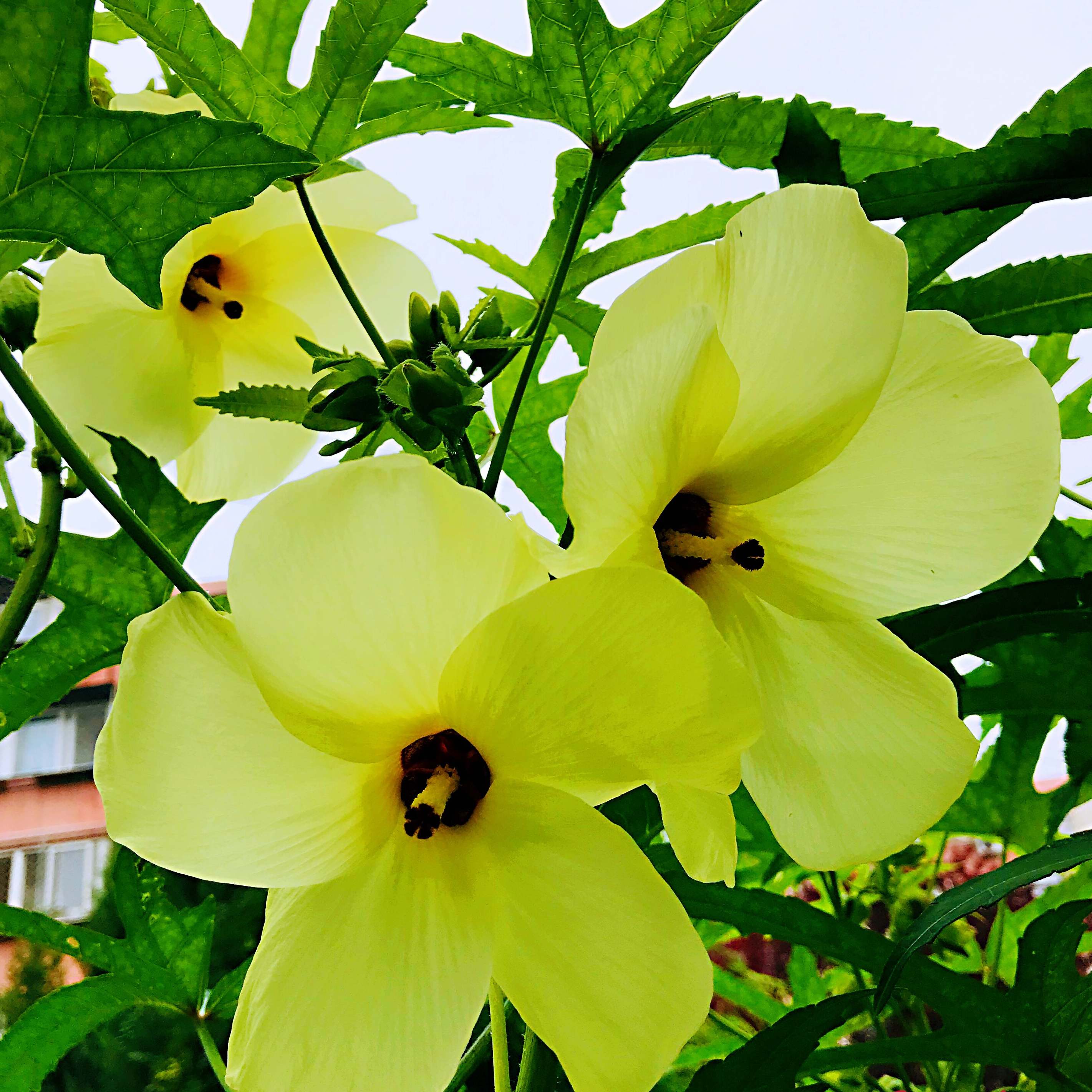  p>黄葵(学名: i>abelmoschus moschatus /i> medicus)是 a target="