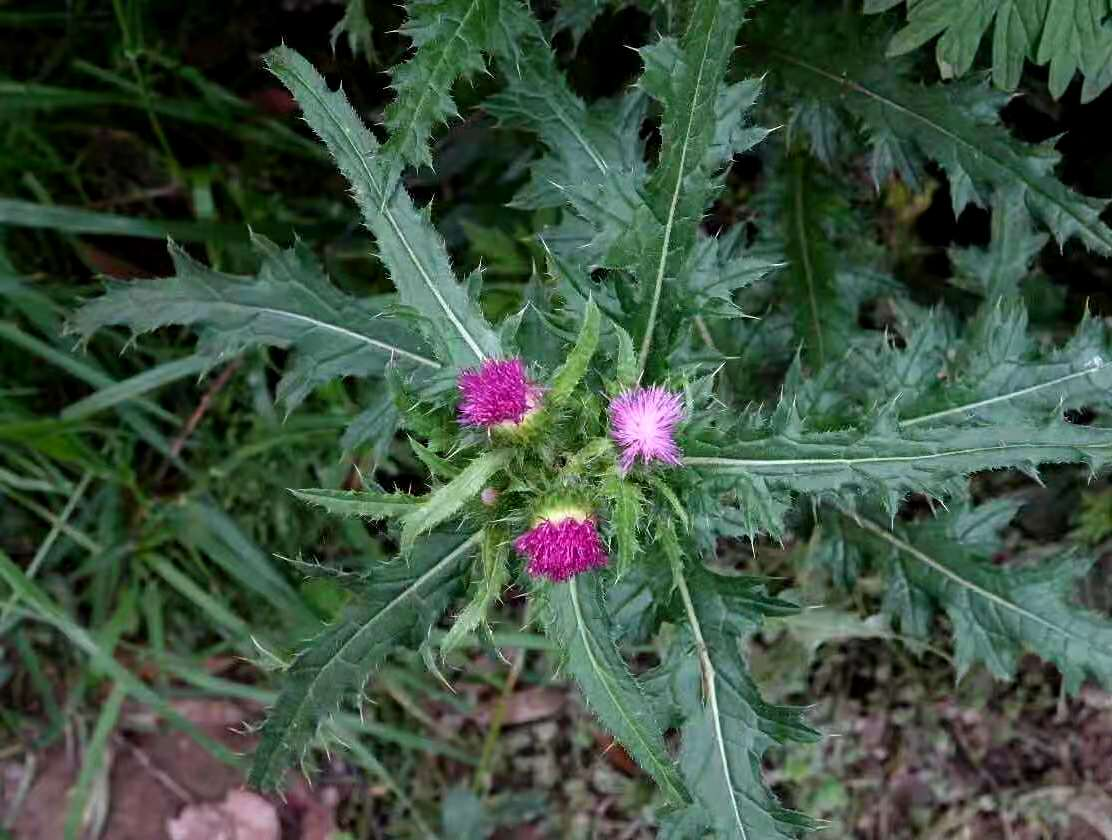 飞廉一名是从《山海经》而来，植物本身有何特征？_百科TA说