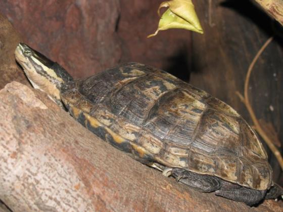  p>安南龟(学名: i>mauremys annamensis /i>)是地龟科,拟水龟属爬行