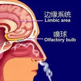 气味与情感记忆究竟是怎么回事？_百科TA说