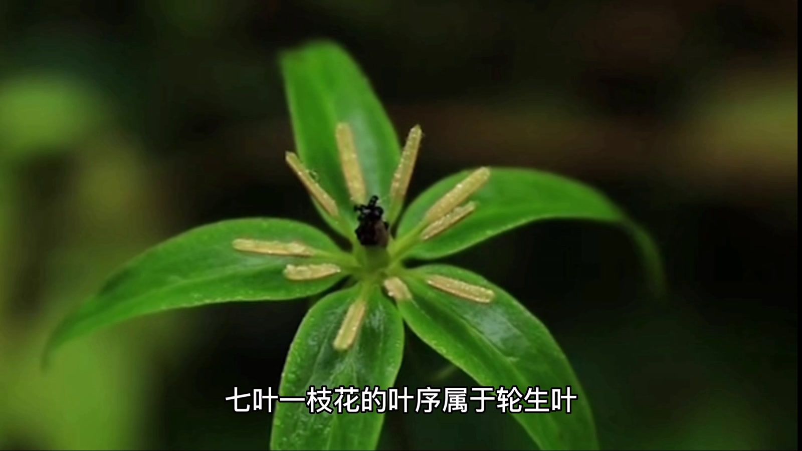 七叶一枝花（百合科重楼属植物）_百度百科