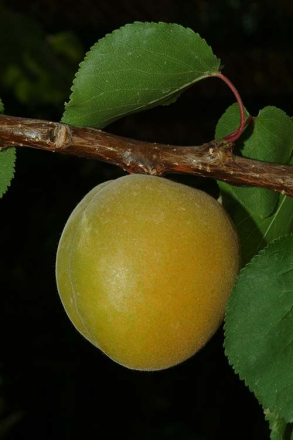 杏（蔷薇科李属一种植物）_百度百科