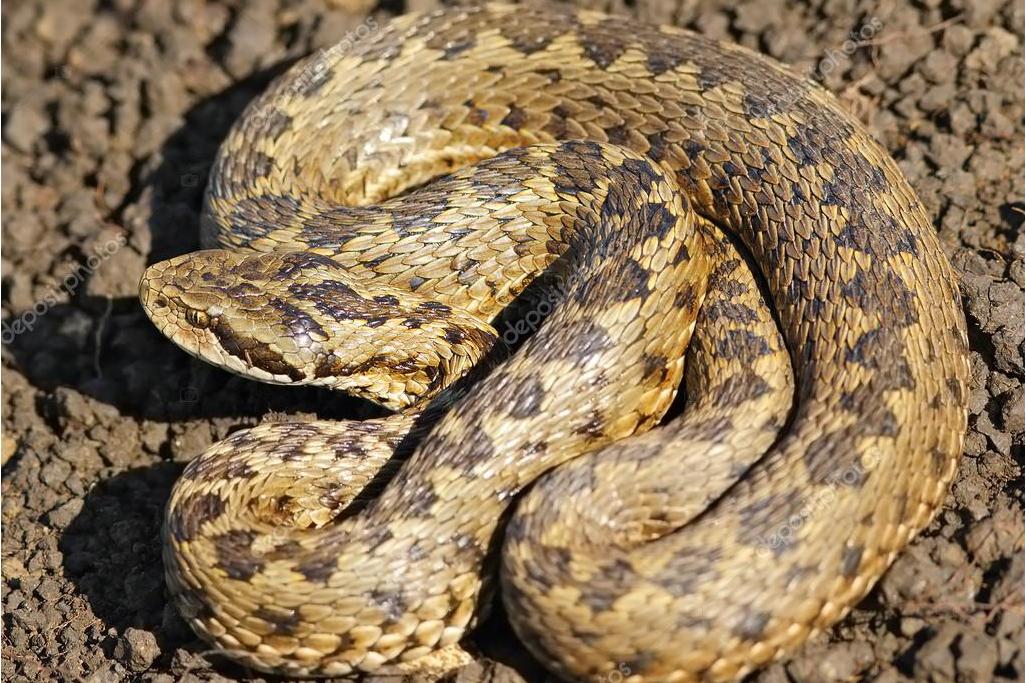 草原蝰东方亚种