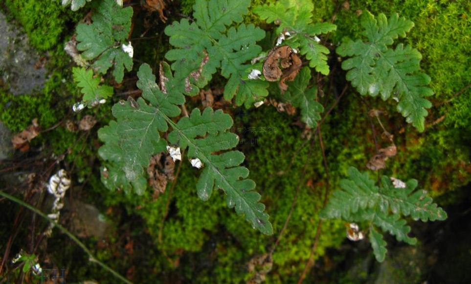  p>粉背蕨属(学名: i>aleuritopteris fee /i>)是中国蕨科下一个属