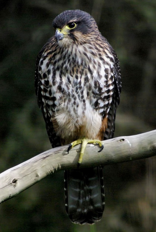  p>新西兰隼(学名: i>falco novaeseelandiae /i>):是隼科,隼属的一种