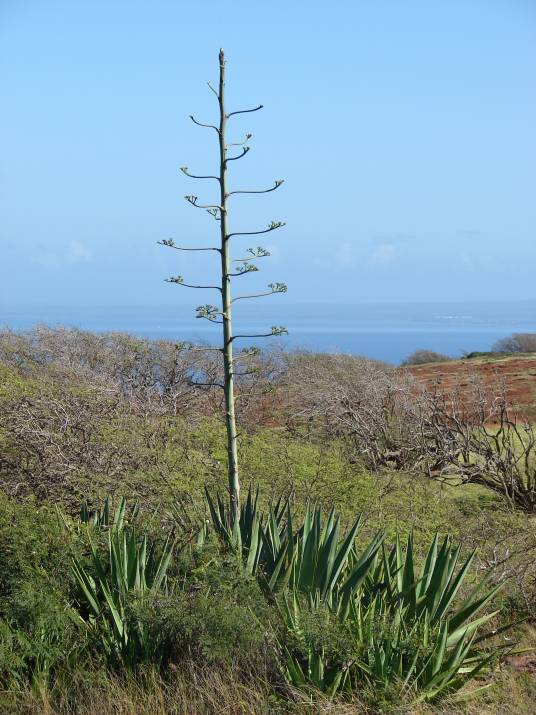 剑麻（天门冬科龙舌兰属植物）_百度百科