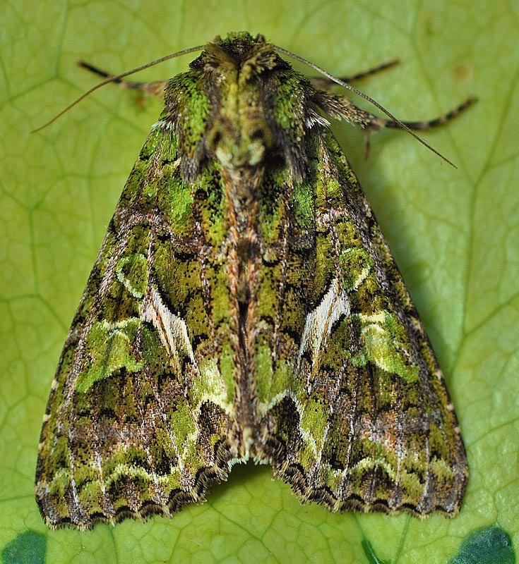 (prout, 1924), a target="_blank" href="/item/夜蛾科/6243240"