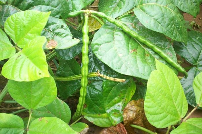  p data-id="shobn9s4xlua">宾绿豆一号是豆科,豇豆属种质. /p>