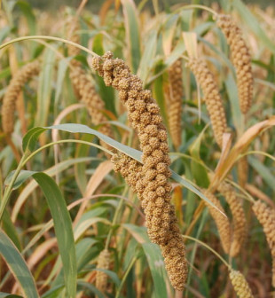 粟（禾本科狗尾草属植物）_百度百科