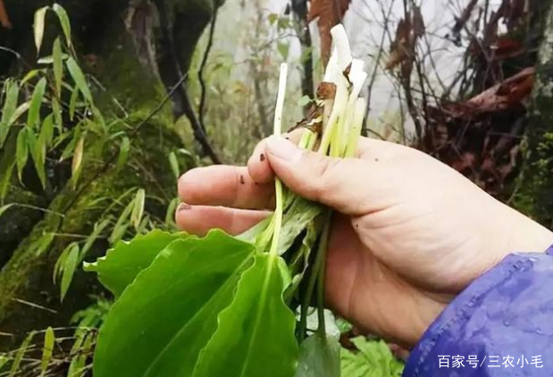 俗称“山韭”，深山里的野生韭菜，叶子能出口，种子卖千元一斤_百科TA说