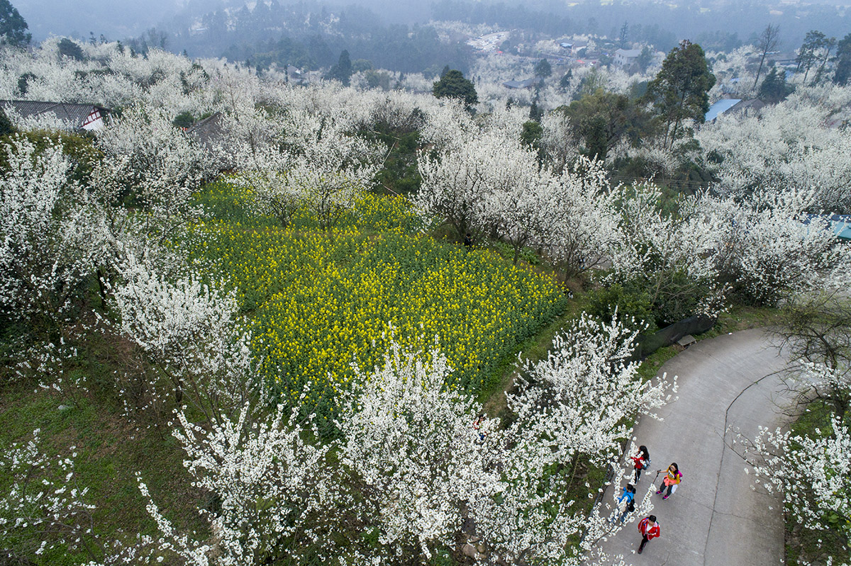 蒲江县樱桃山风景区