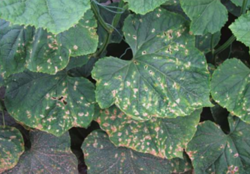 黄瓜细菌性圆斑病