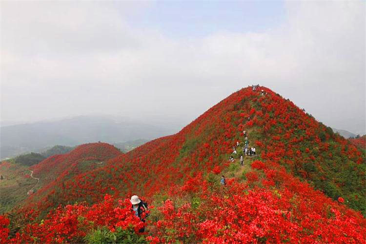 映山红景区
