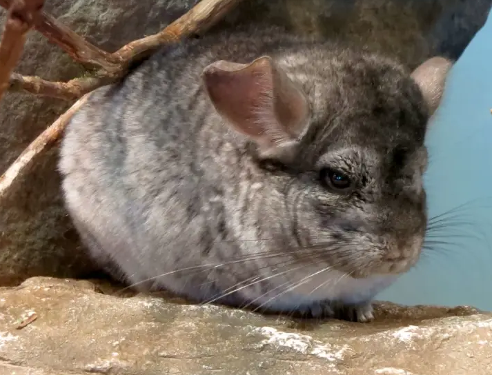  p>短尾毛丝鼠(学名: i>chinchilla chinchilla /i>)是毛丝鼠科