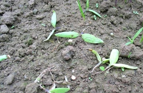 茄子猝倒病
