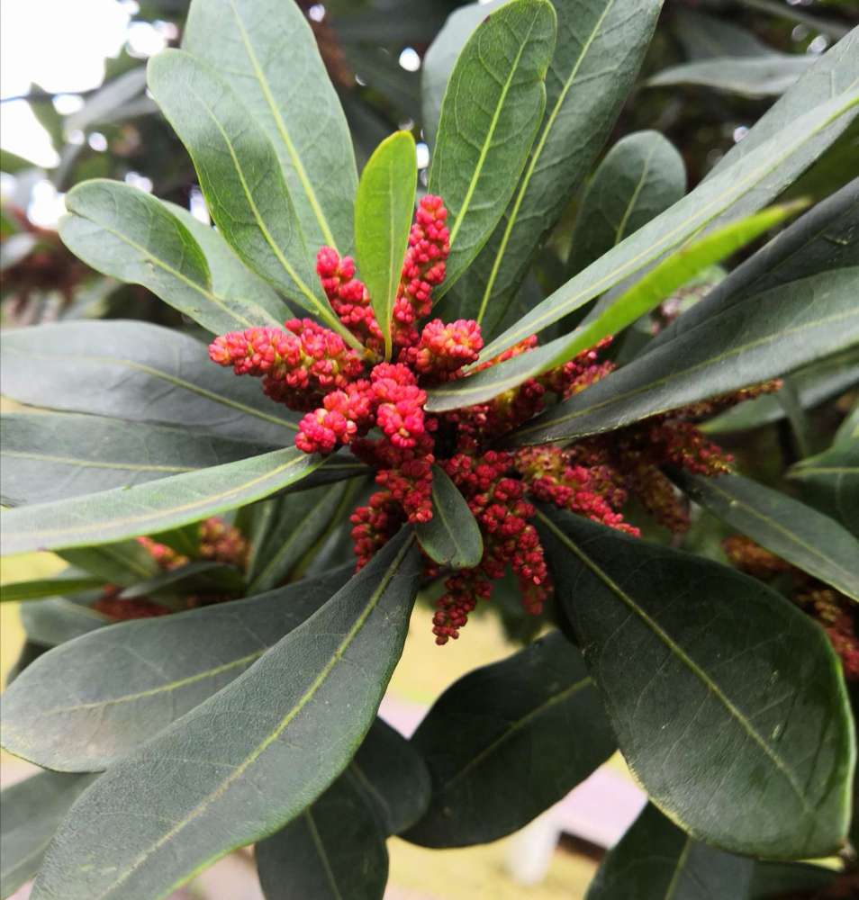 杨梅花（杨梅科杨梅属植物）_百度百科