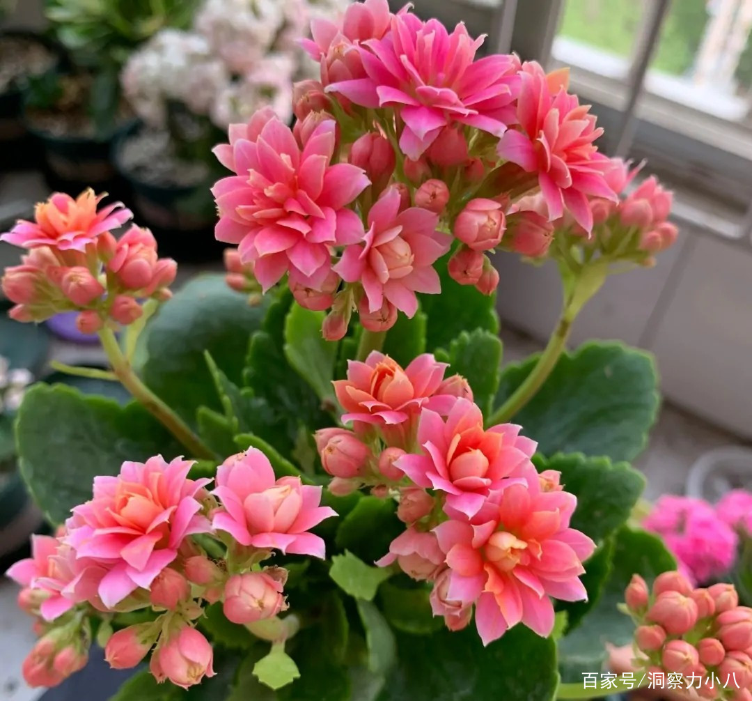 长寿花有 三怕 室内养护得避开 养成小老桩 清香宜人花艳浓 百科ta说