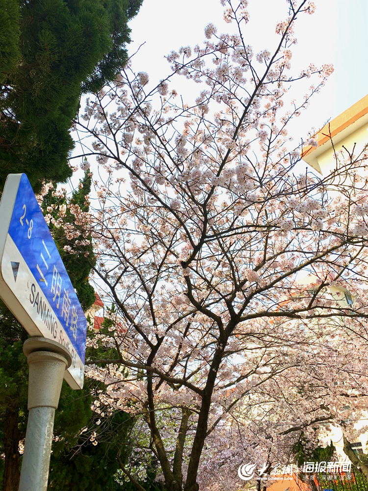 探秘青岛人的赏樱“私藏”：三明南路犹如“樱花隧道”_百科TA说