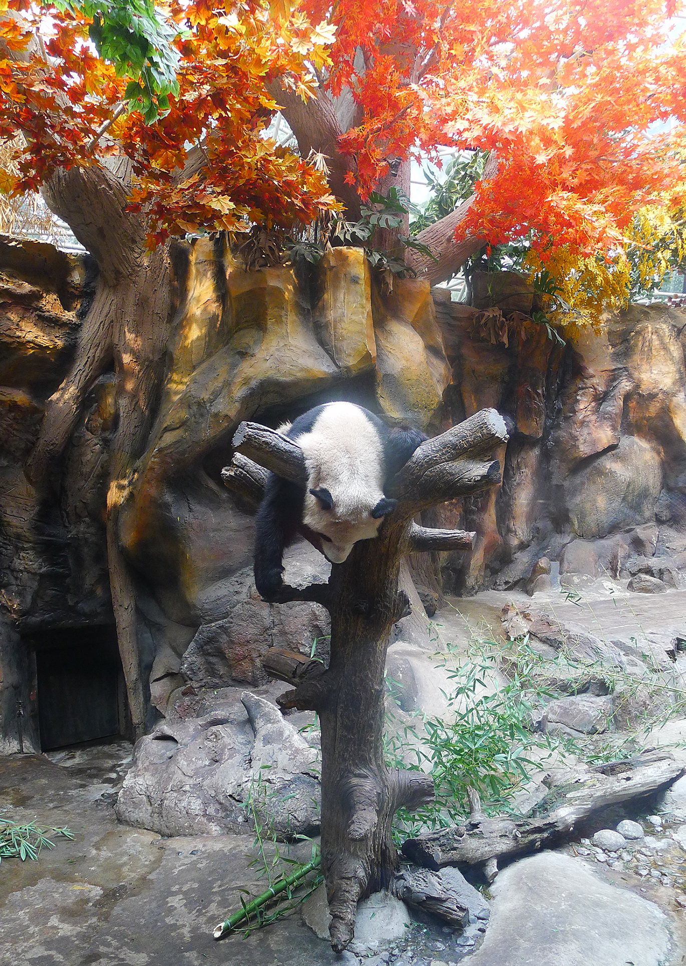  p> a target="_blank" href="/item/北京动物园">北京动物园 /a>旧 a