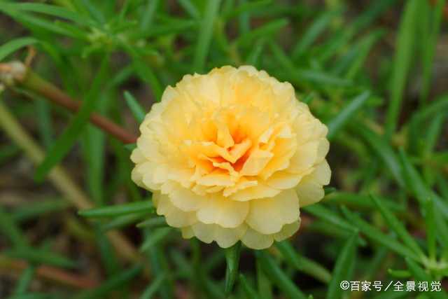 花色丰富的 太阳花 好种到号称 死不了 初春播种刚刚好 百科ta说