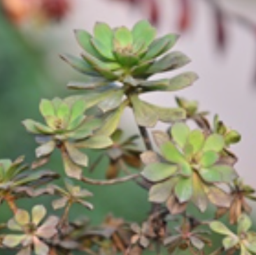 红缘莲花掌
