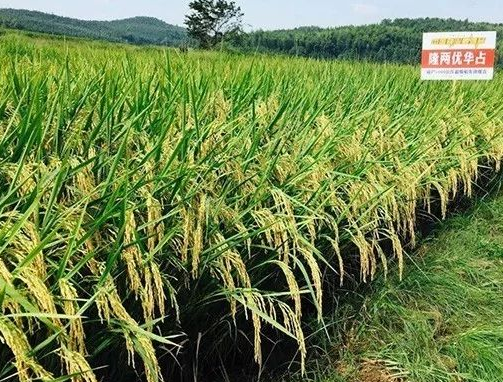 华种业科学研究院用隆科638s与华占配组而成的籼型两系杂交水稻新品种