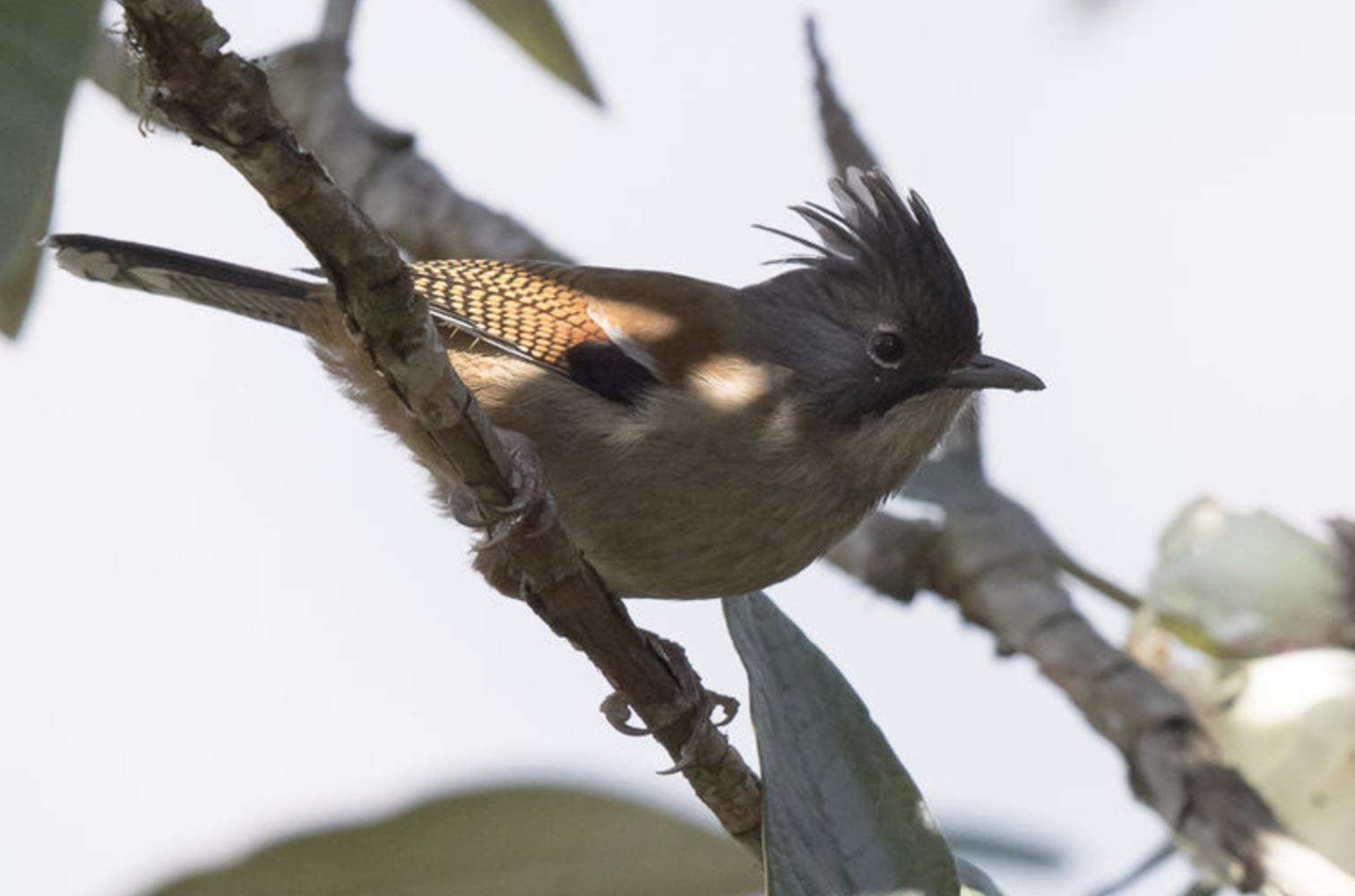 actinodura nipalensis
