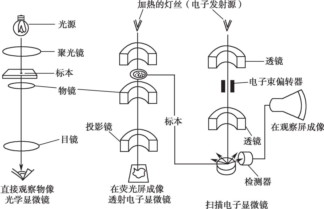 扫描电子显微镜