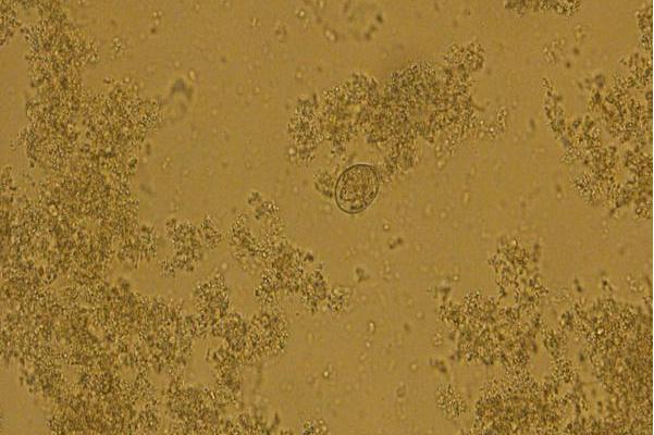 巨型艾美耳球虫早熟株