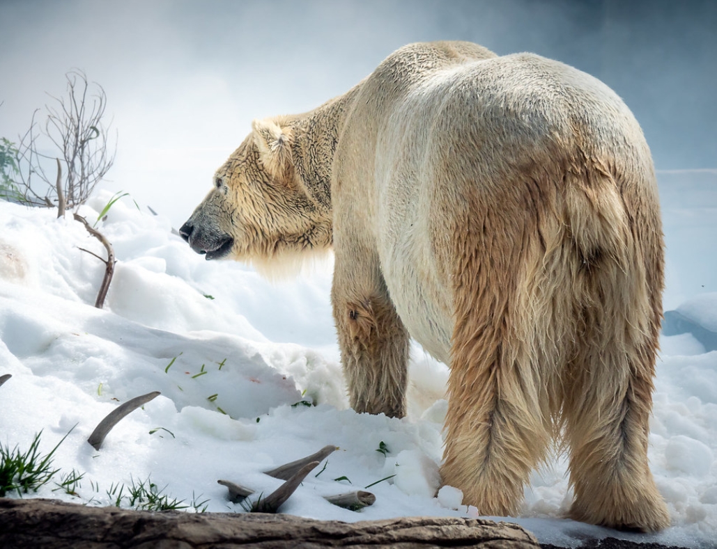  p>北极熊(学名: i>ursus maritimus /i>):是 a target="_blank" href