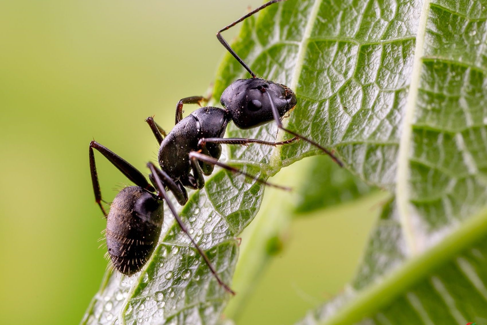 蚂蚁——神秘的王国