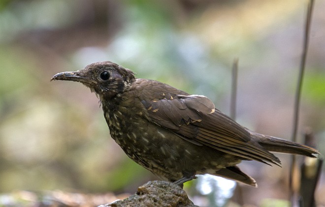  p>长嘴地鸫(学名: i>zoothera marginata /i>)是鸫科,地鸫属中型鸟类