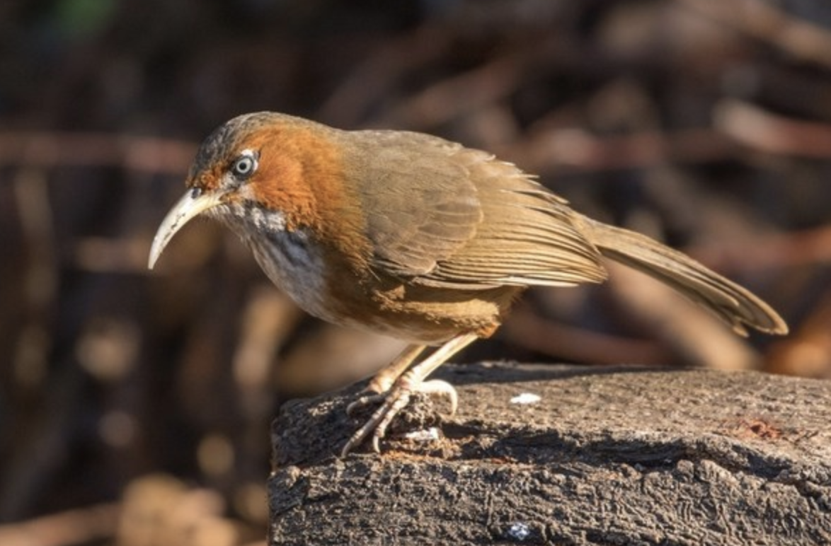  p>锈脸钩嘴鹛(学名: i>pomatorhinus erythrogenys /i>)是画眉科,钩