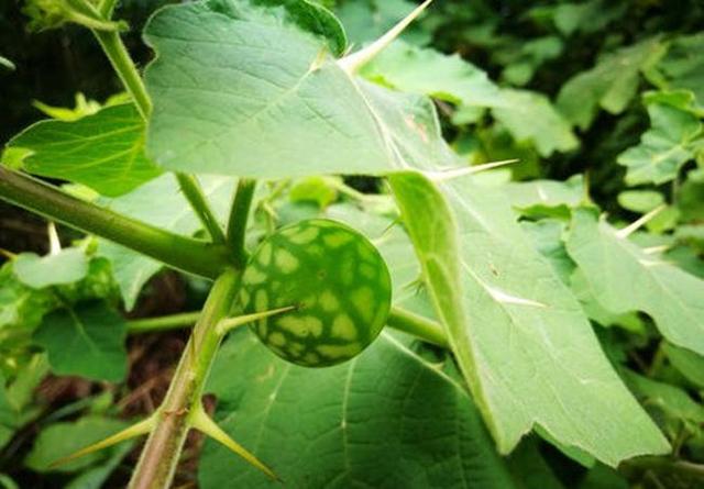 山沟沟一种野草名叫“刺天茄”，繁殖数量快价值高，遇到珍惜_百科TA说