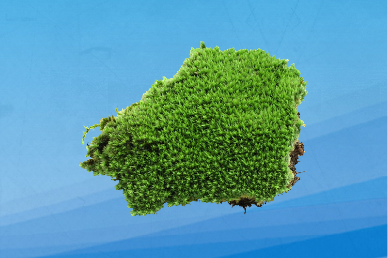 全缘疣小金发藓