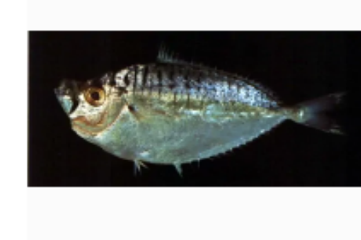  p data-id="gnhevojqce">长吻仰口鲾与仰口鲾