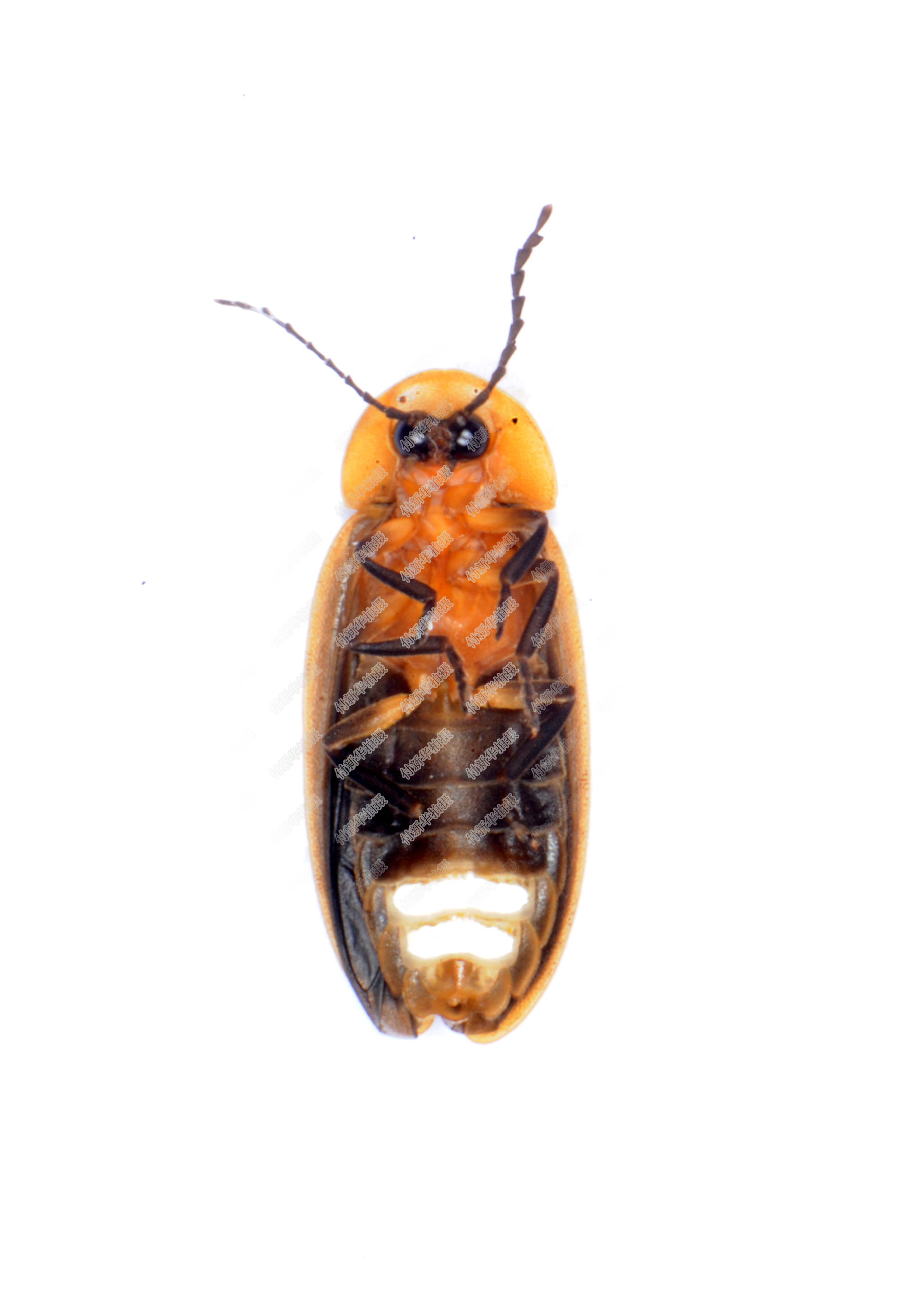 ">完全变态 /a>昆虫,从卵,幼虫,蛹到成虫一生四个阶段都可以发光,可以