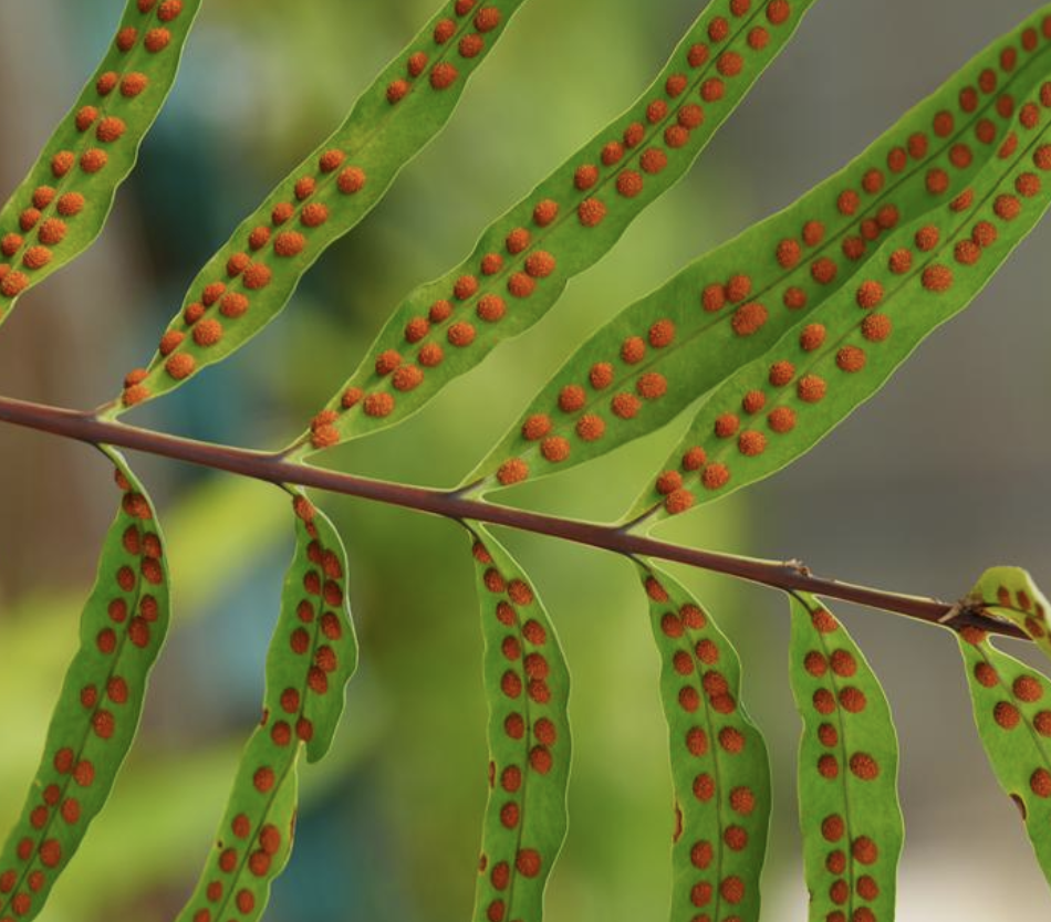 don) pic. serm)是石水龙骨科,瘤蕨属石上附生植物.