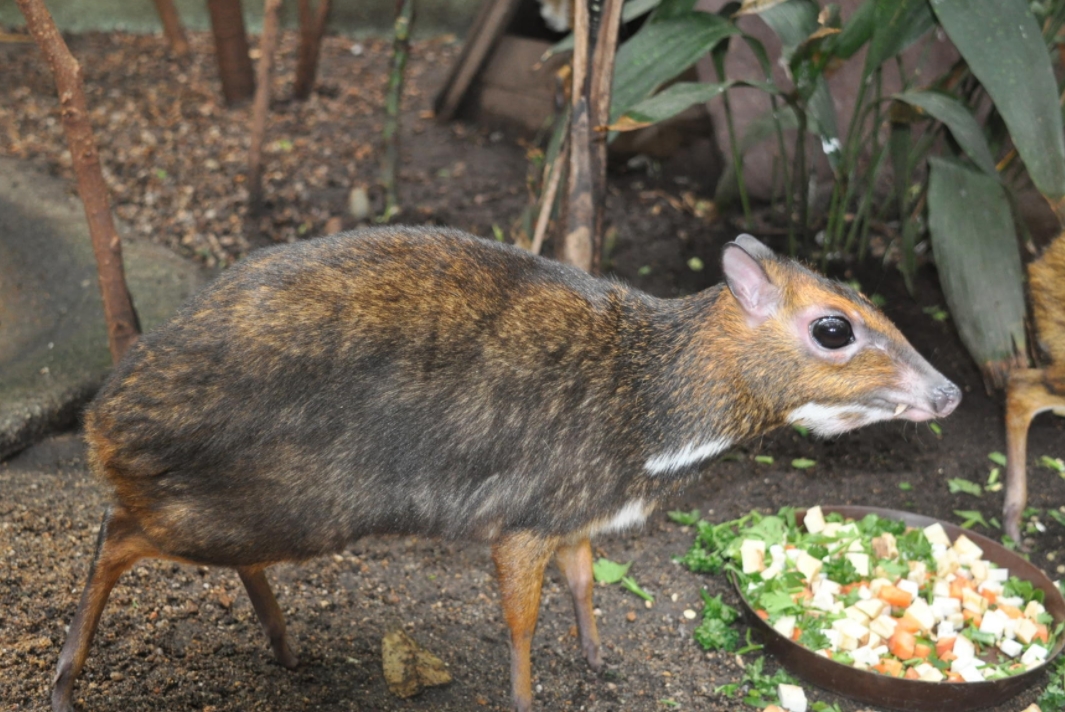 philippine mouse-deer
