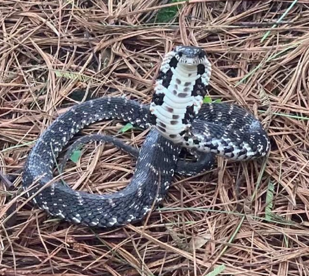 生活于高山地区,捕食蛙类.无毒.因形似眼镜蛇,常被误认为有毒. /p>