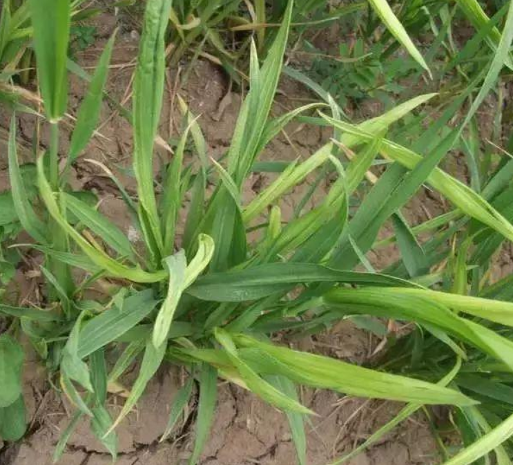  p>小麦丛矮病是由北方禾谷花叶病毒引起的,发生在 a target="_blank"