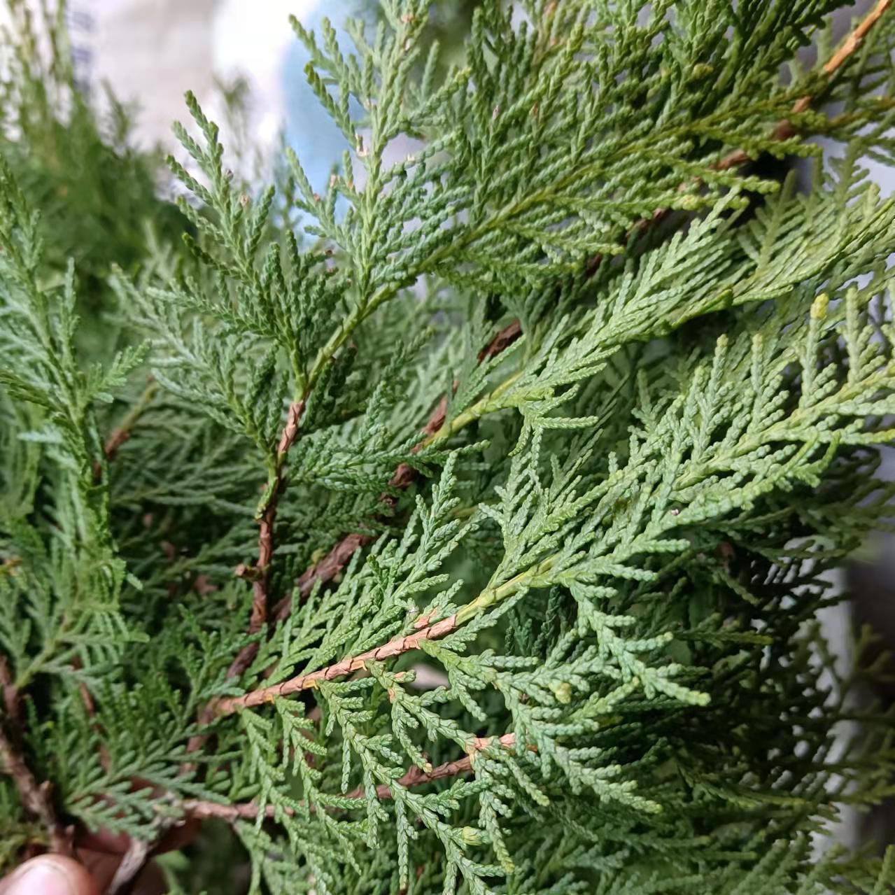  p data-id="gnbjntbub1">柏树叶又名柏木叶,柏叶,香柏叶,香扁柏叶,垂