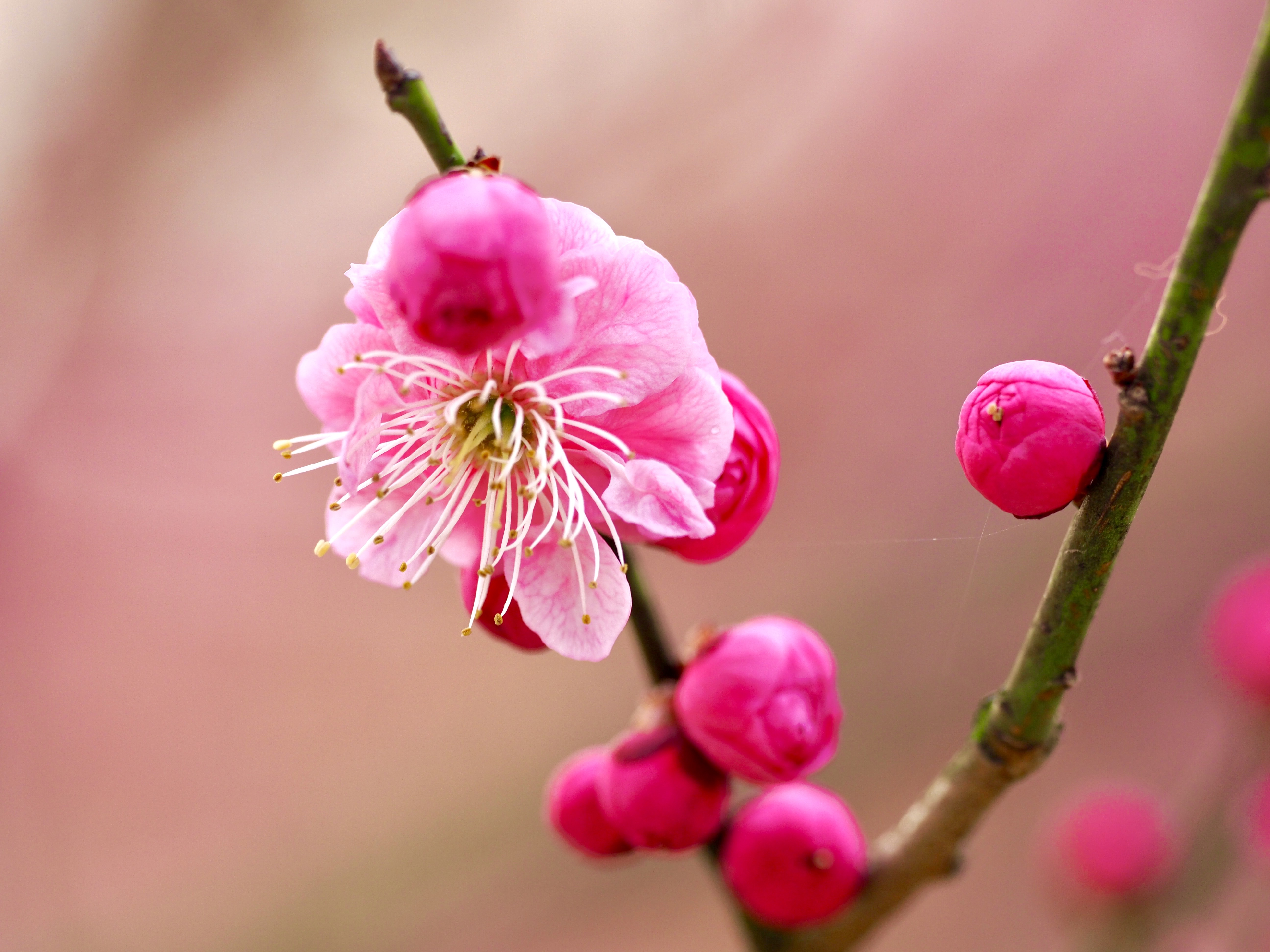 是蔷薇科李属植物,梅花品系中真梅系直枝梅类宫粉型,其花复瓣至重瓣